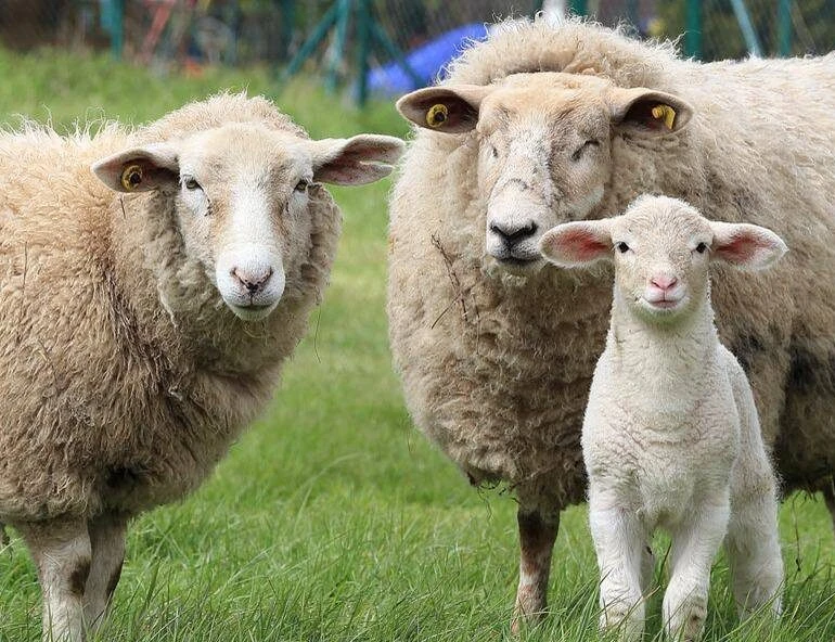 Agricultura recolhe vacinas após a morte de quase 200 animais