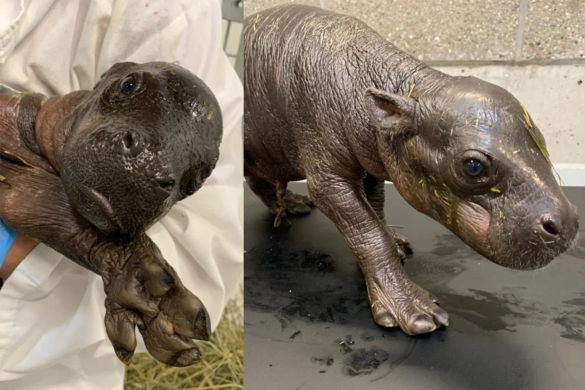 Raro hipopótamo-pigmeu nasce em zoológico dos Estados Unidos