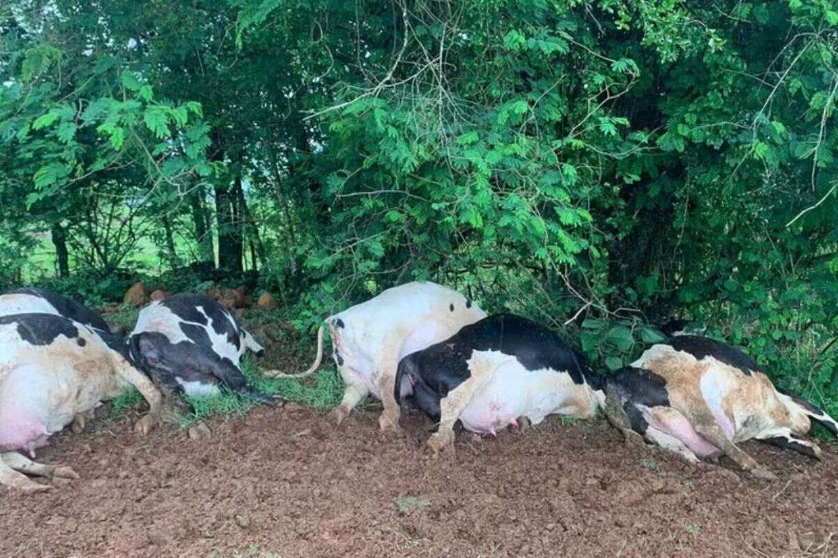 Sete vacas holandesas morrem após serem atingidas por raio em SC