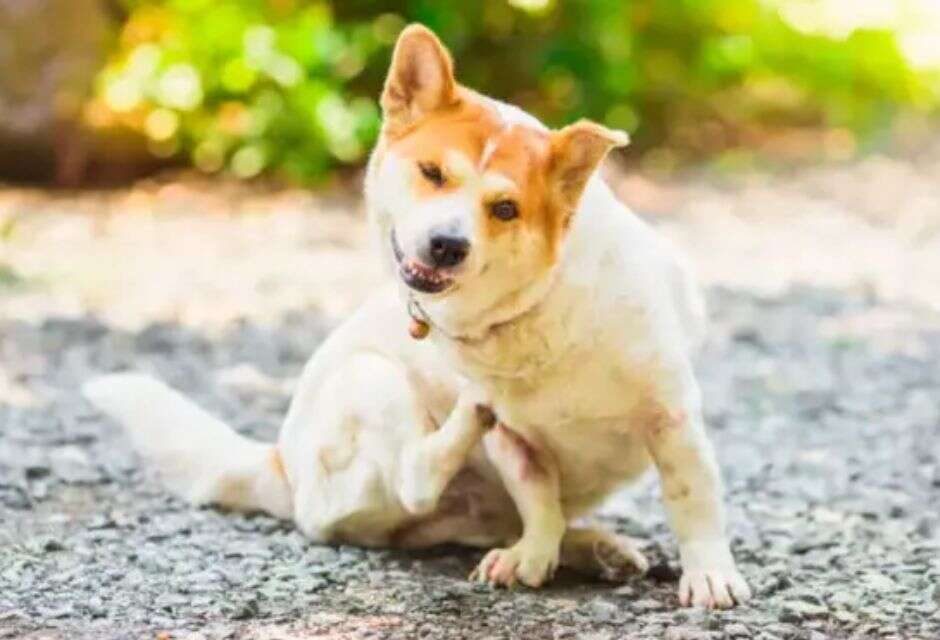 Conheça doença que pode ser fatal para o cachorro (e como prevenir)