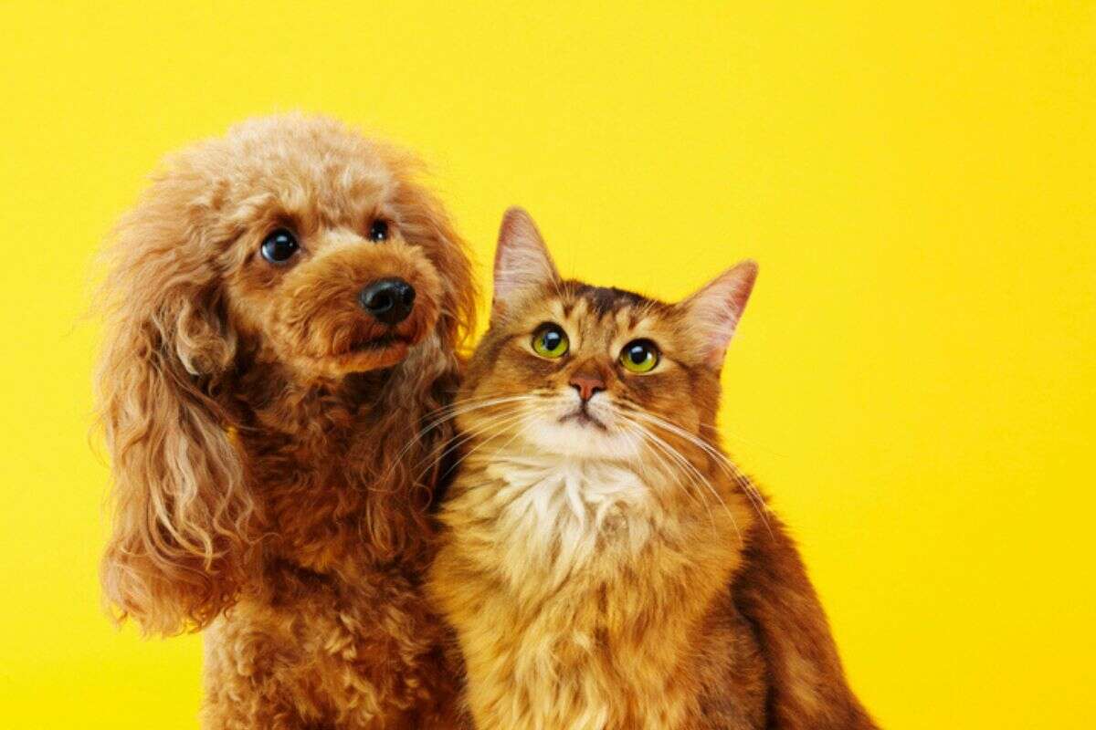 Evite doenças! Saiba como cuidar do coração do seu cão ou gato