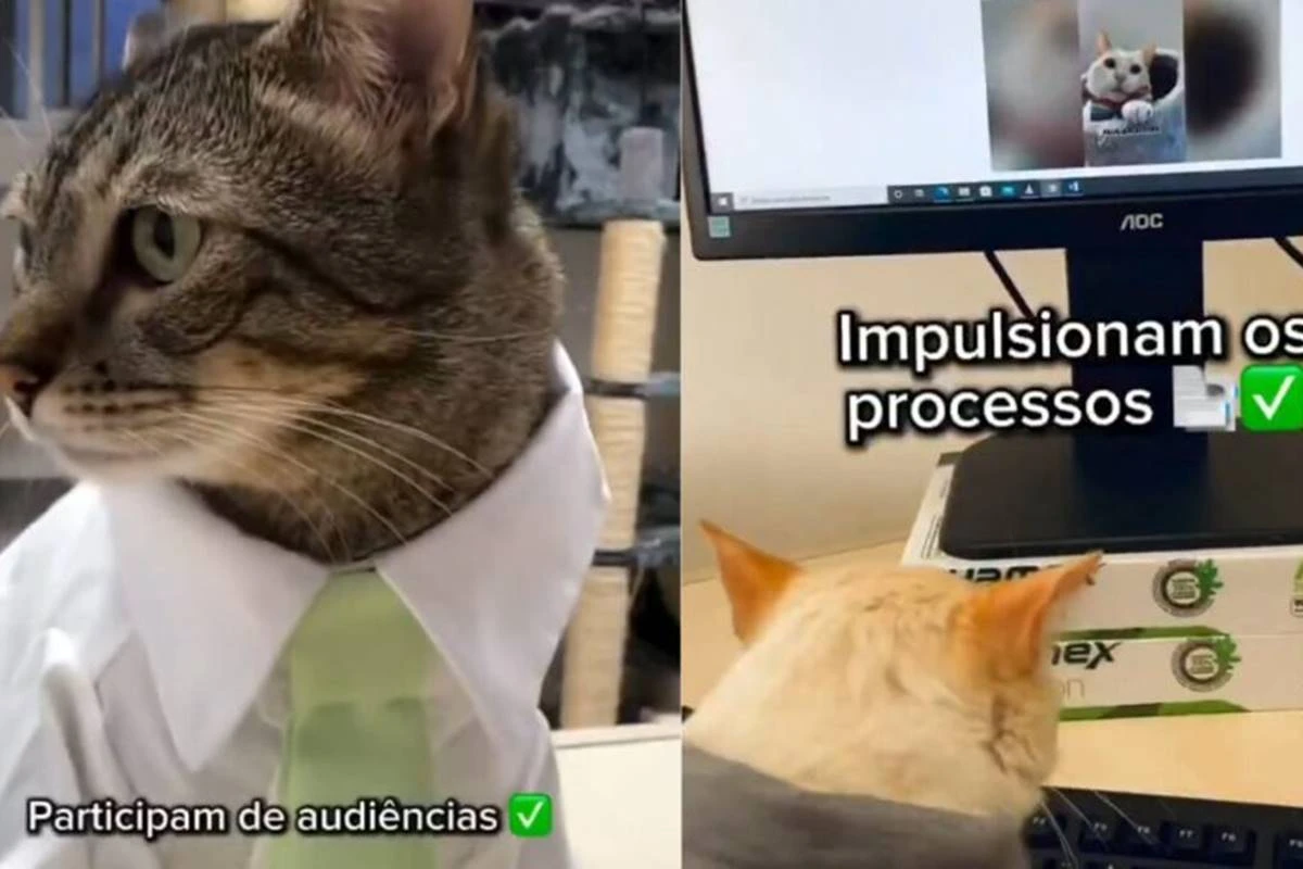 Gatinhas “estagiárias” em SC roubam a cena e fazem sucesso na internet