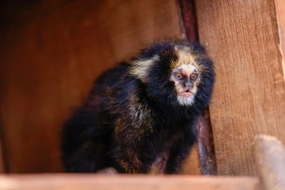 Zoo de Brasília recebe casal de saguis raros ameaçados de extinção
