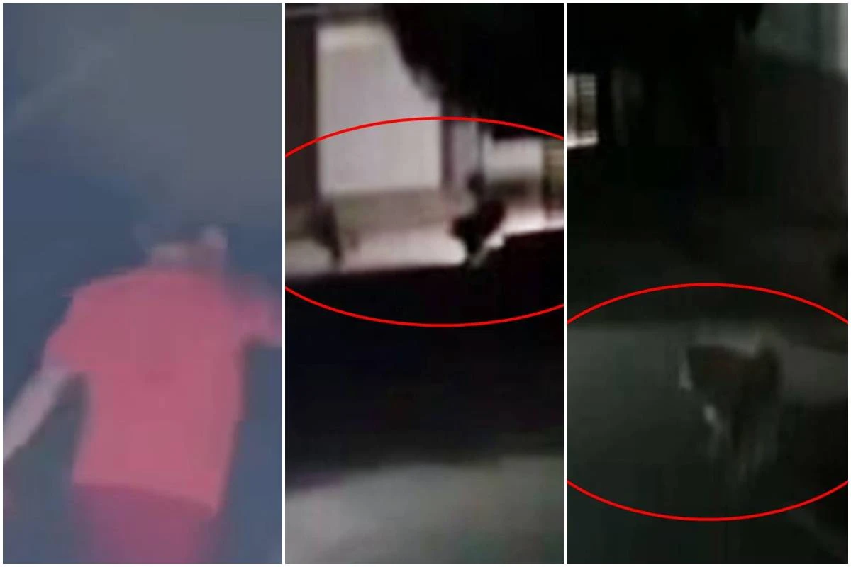 Veja momento em que procurador-geral é executado ao andar com cachorro