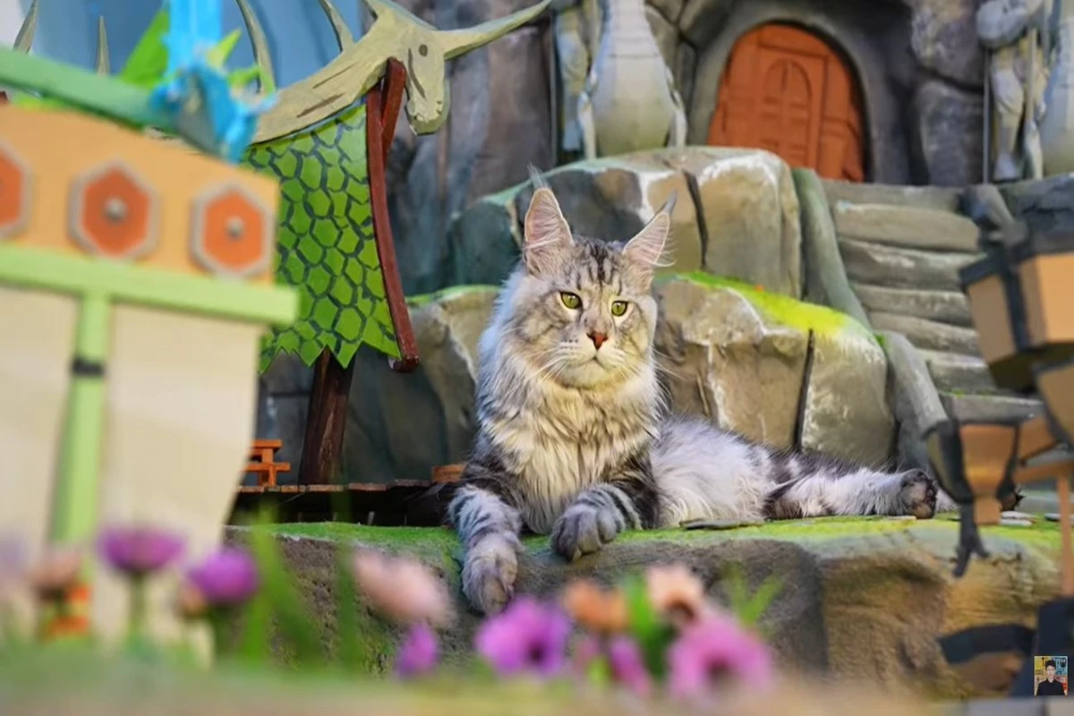 Antes de cidade em miniatura, tutor também construiu ilha para gatos