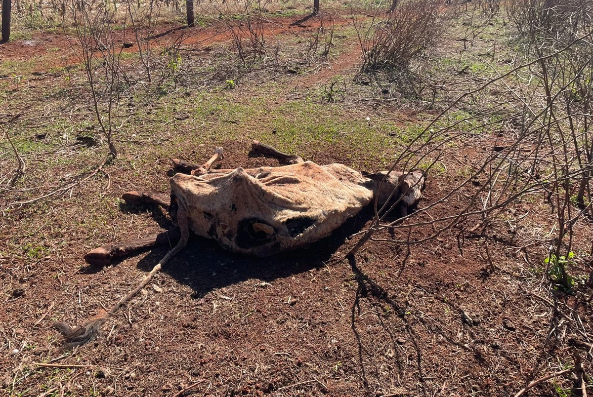 Oitenta cabeças de gado são encontradas mortas dentro fazenda
