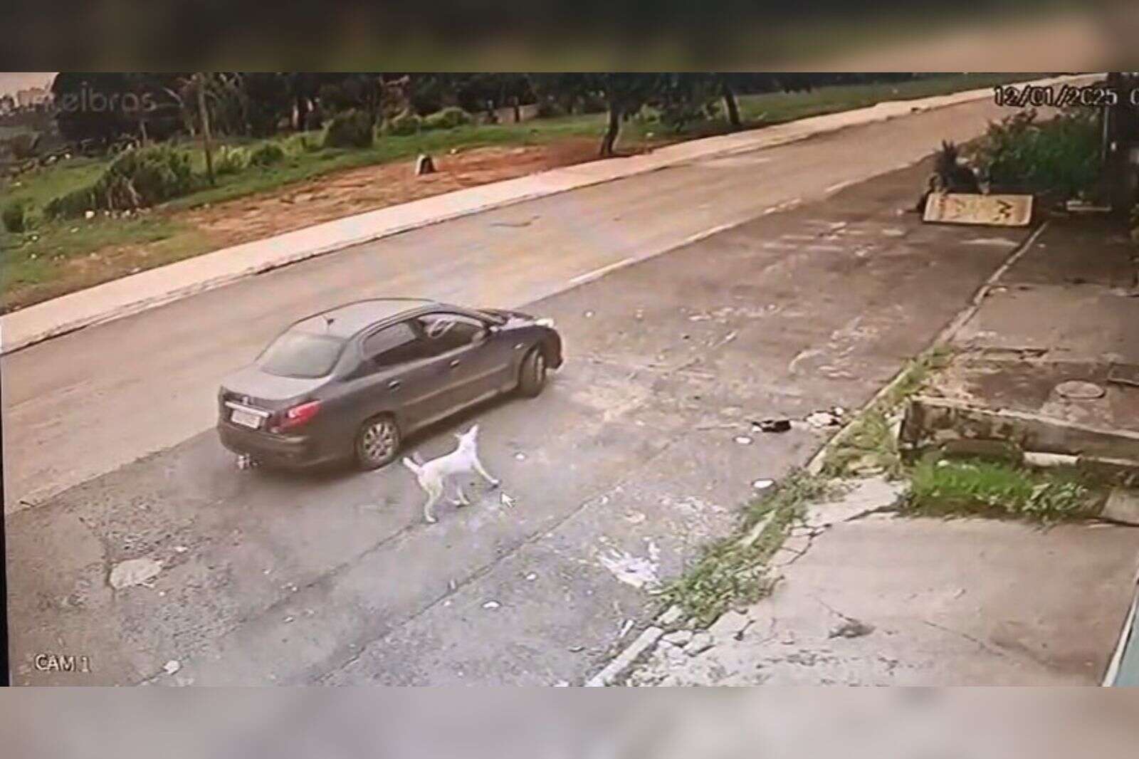 Casal abandona cadela com quatro filhotes em rua do DF. Vídeo