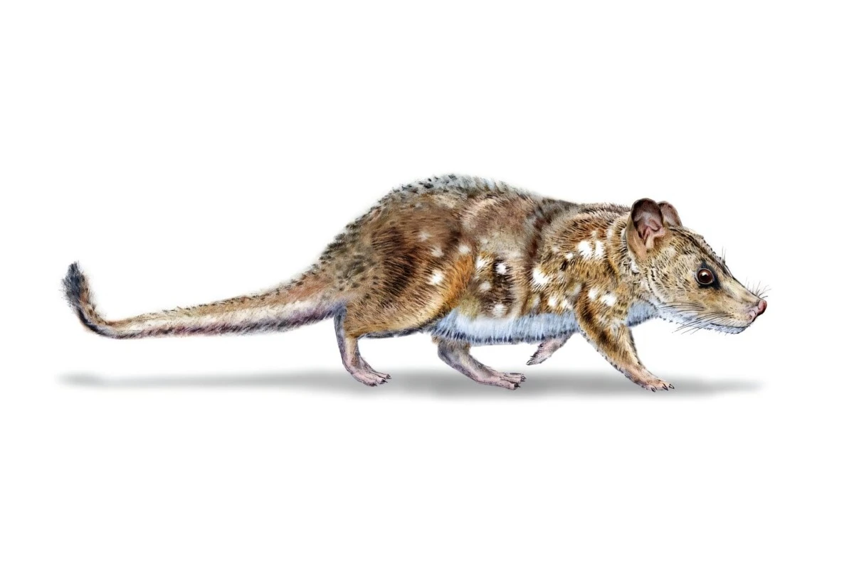Fóssil de pequeno mamífero da era dos dinossauros é achado no Chile