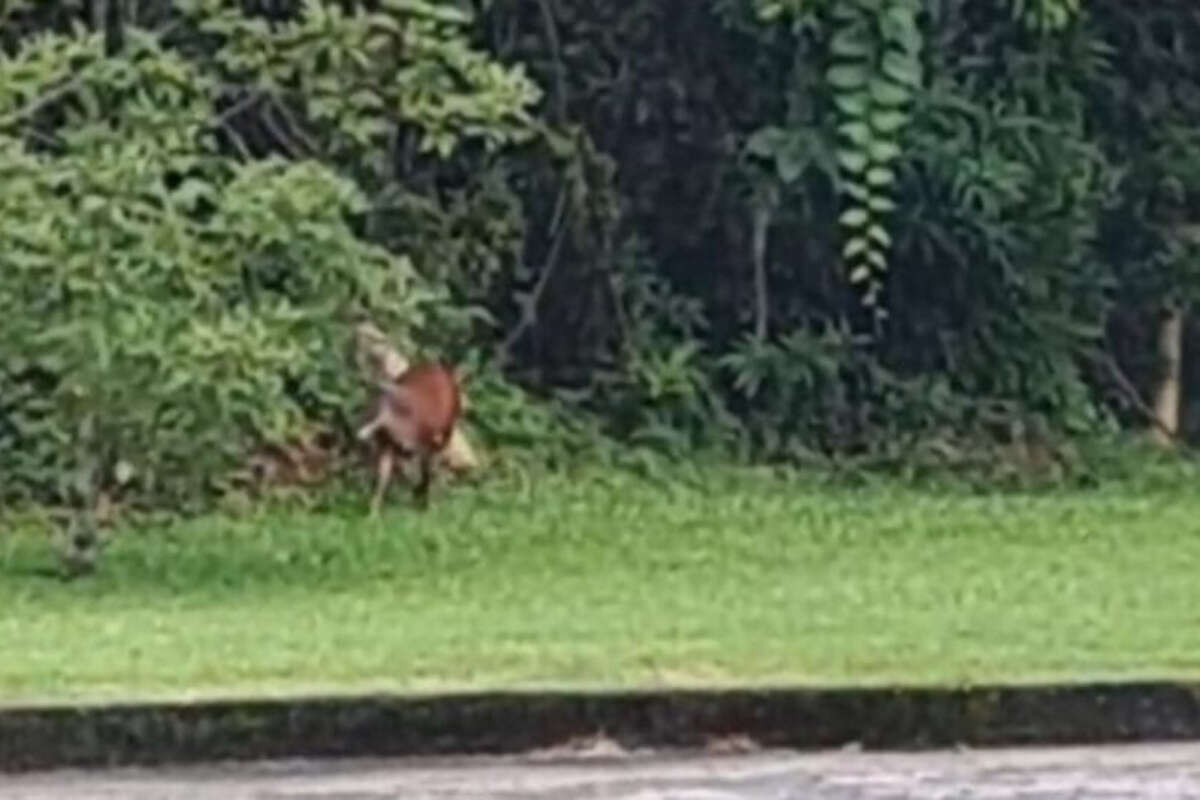 Vídeo: veado-catingueiro aparece em área urbana de Blumenau (SC)