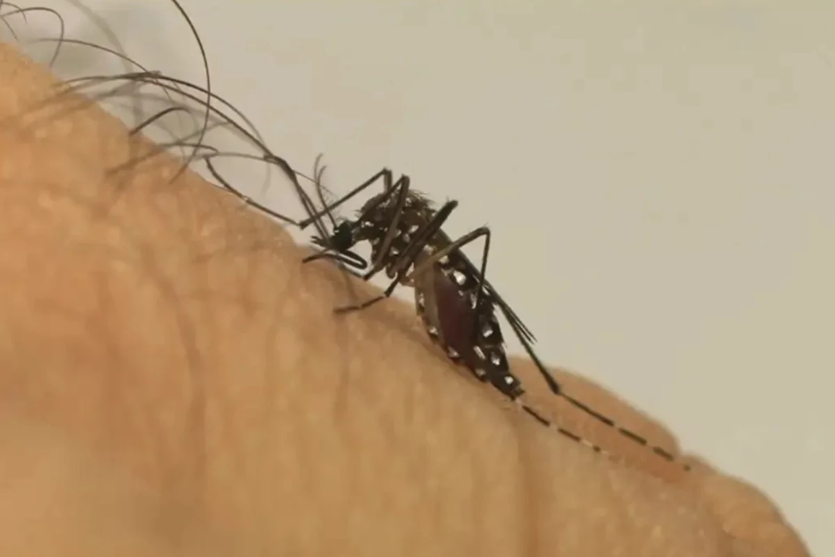 Cidade de SP registra quinta morte por dengue neste ano