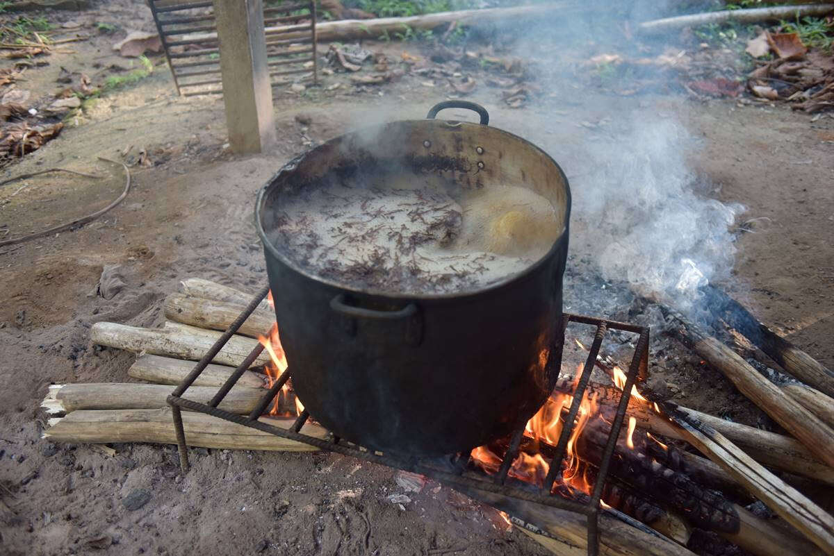 Justiça veta chá de ayahuasca para criança que tomou e foi internada