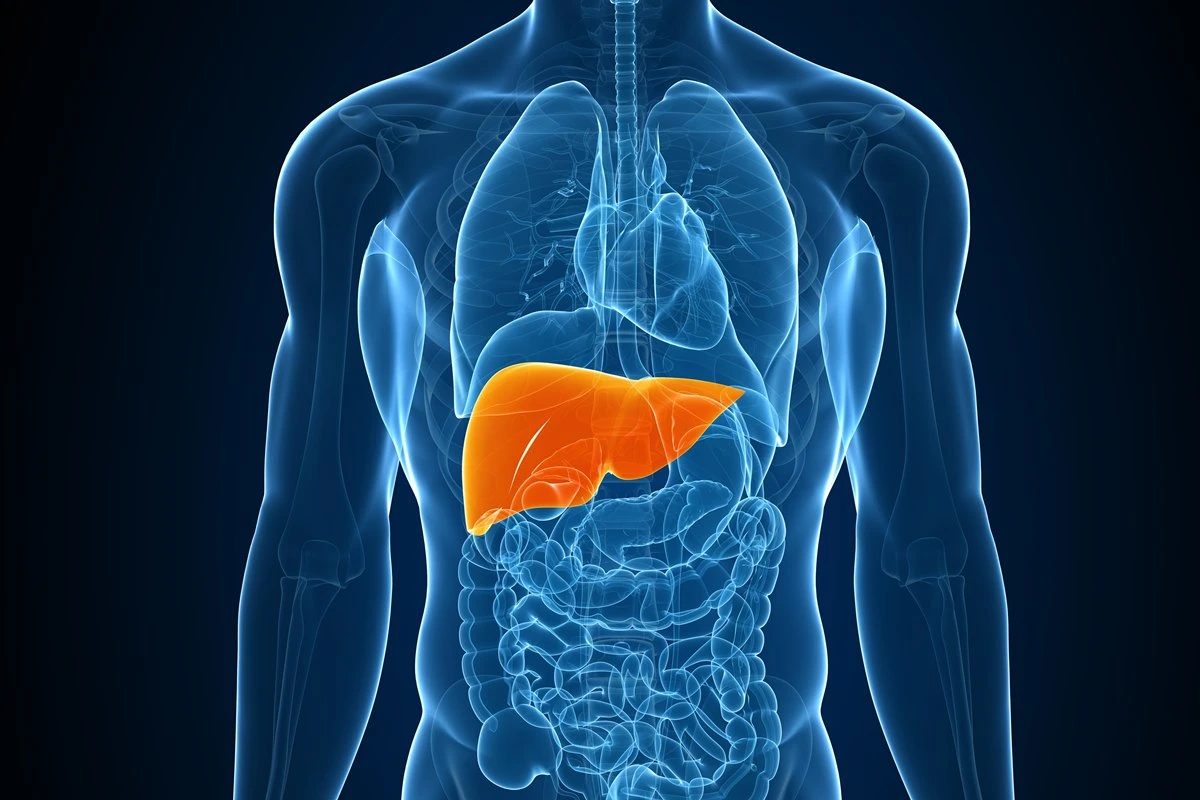 Chá anti-inflamatório pode ajudar a proteger o fígado e o intestino