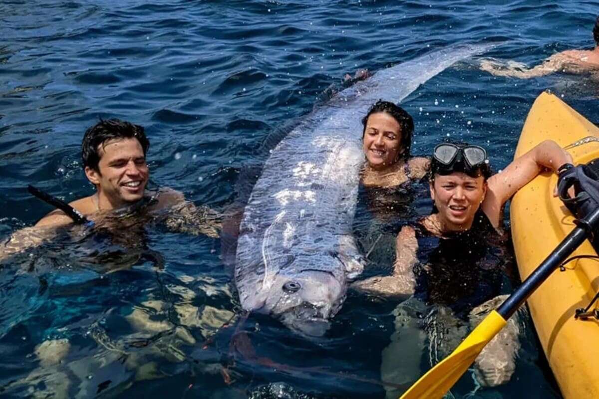 Raro “peixe do juízo final” aparece em praia na costa da Califórnia