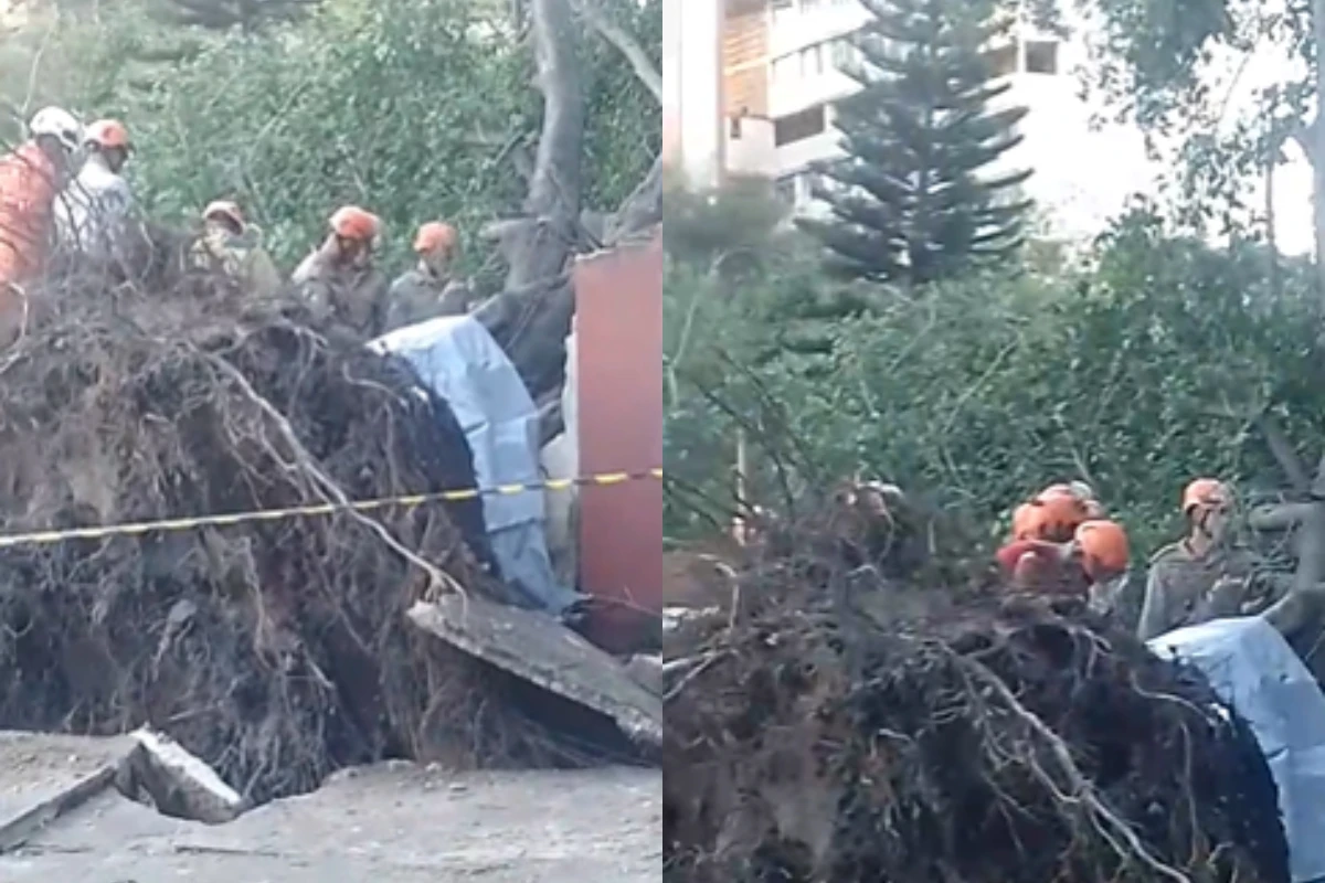 Vídeo: adolescente morre atingida por árvore durante temporal no RJ