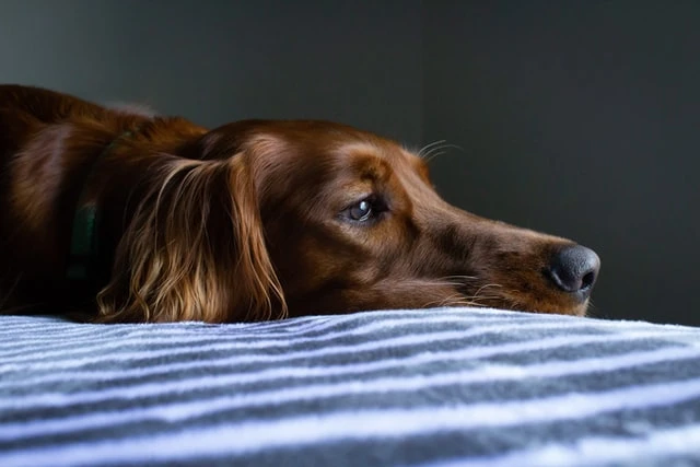 Carrapatos em cães: como identificar, prevenir e remover com segurança