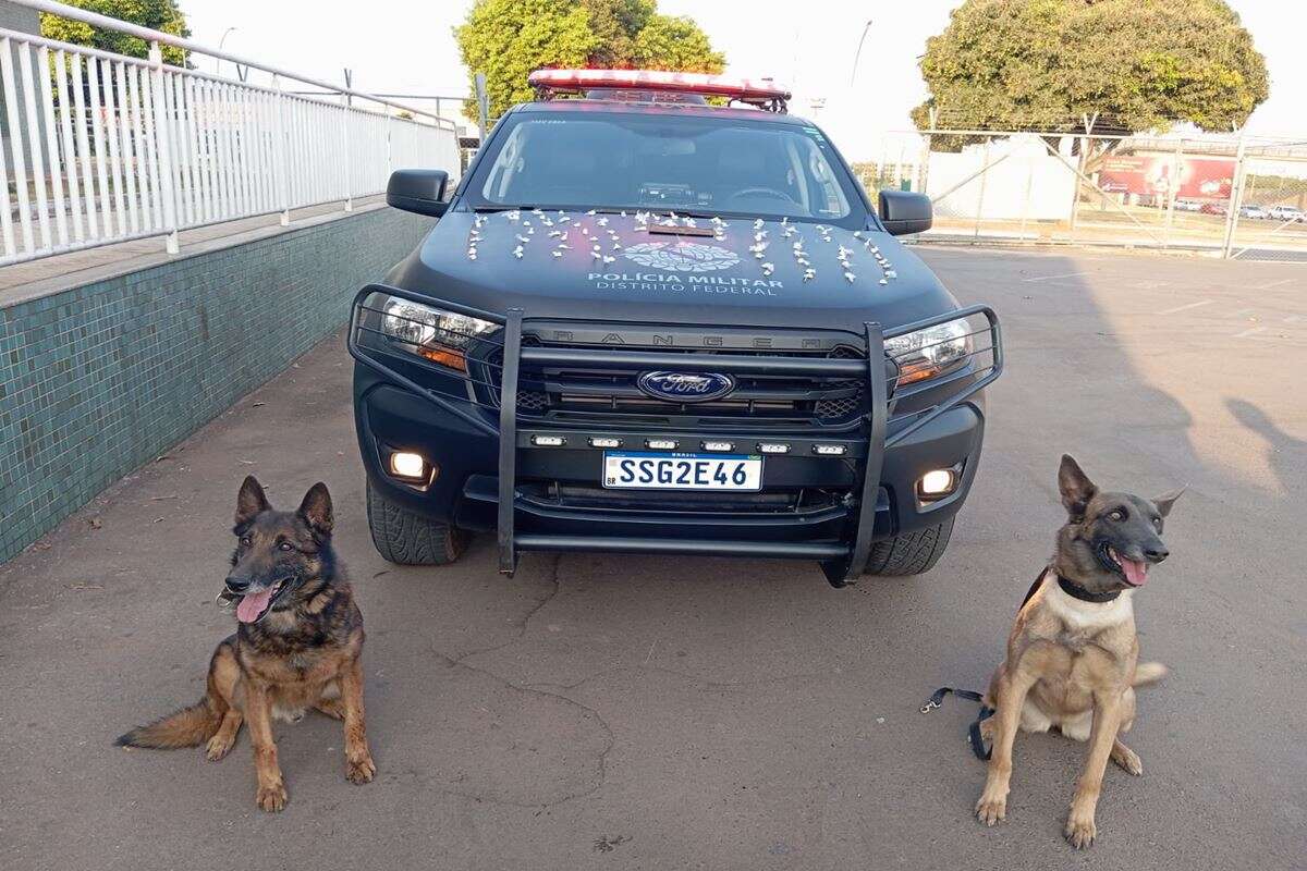 Vídeo: cães da PMDF encontram 88 porções de cocaína em casa abandonada