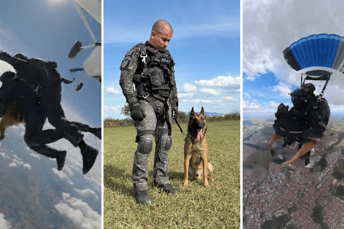 Vídeo: cão policial salta de paraquedas em treinamento da PM em SP