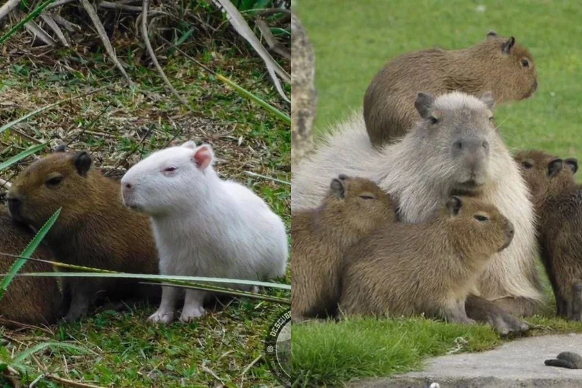 Capivara albina avistada no Uruguai é exemplo raro na natureza. Vídeo
