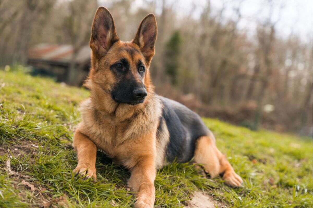 Dono de pastor alemão é condenado por ataque a cachorro de vizinho