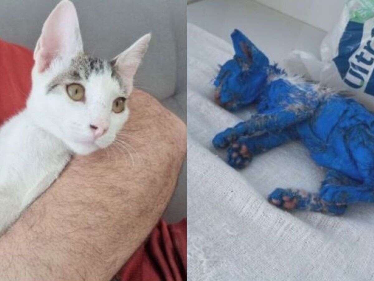 Conheça a história de Blue, gatinha que venceu violência e maus-tratos