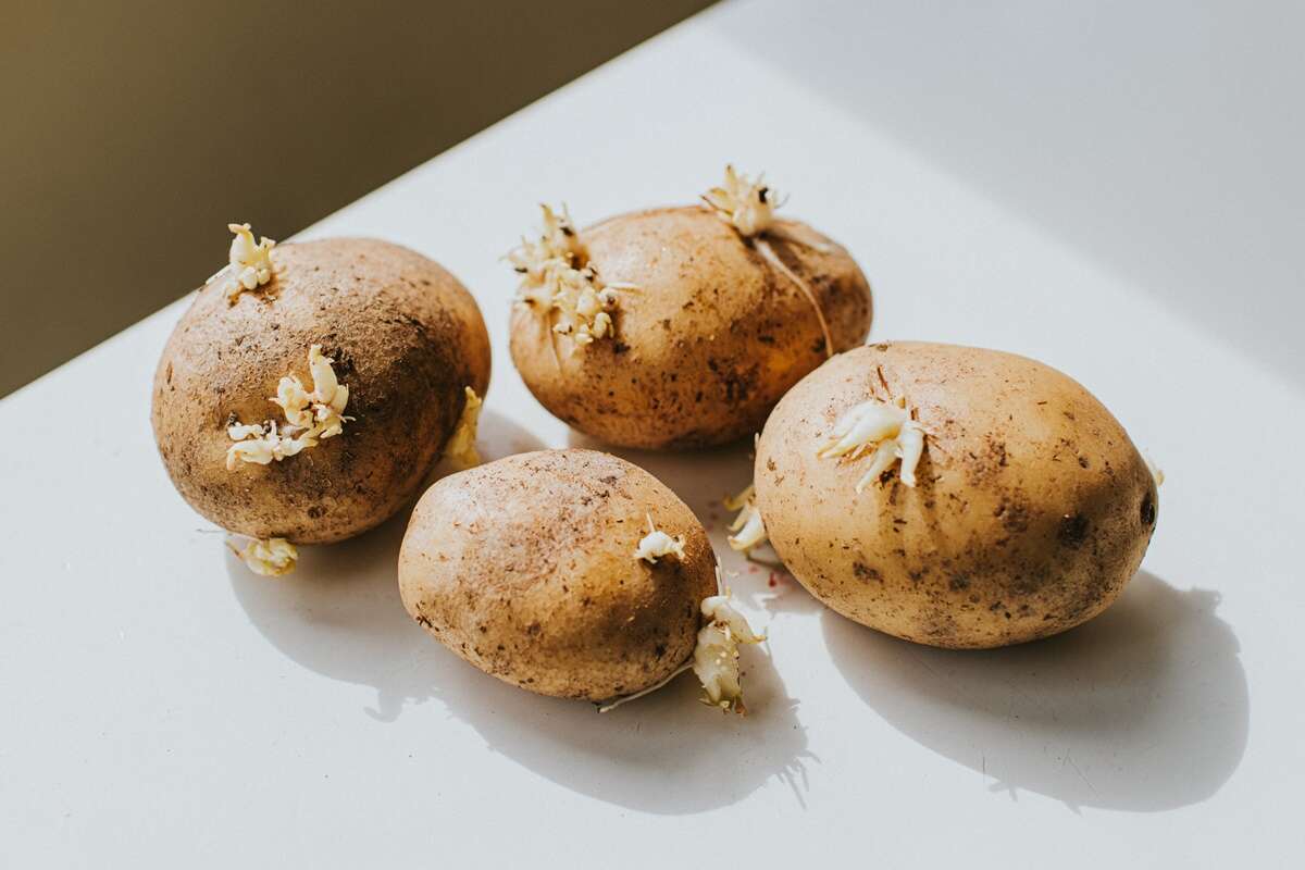 Batatas com brotos fazem mal à saúde? Especialistas esclarecem