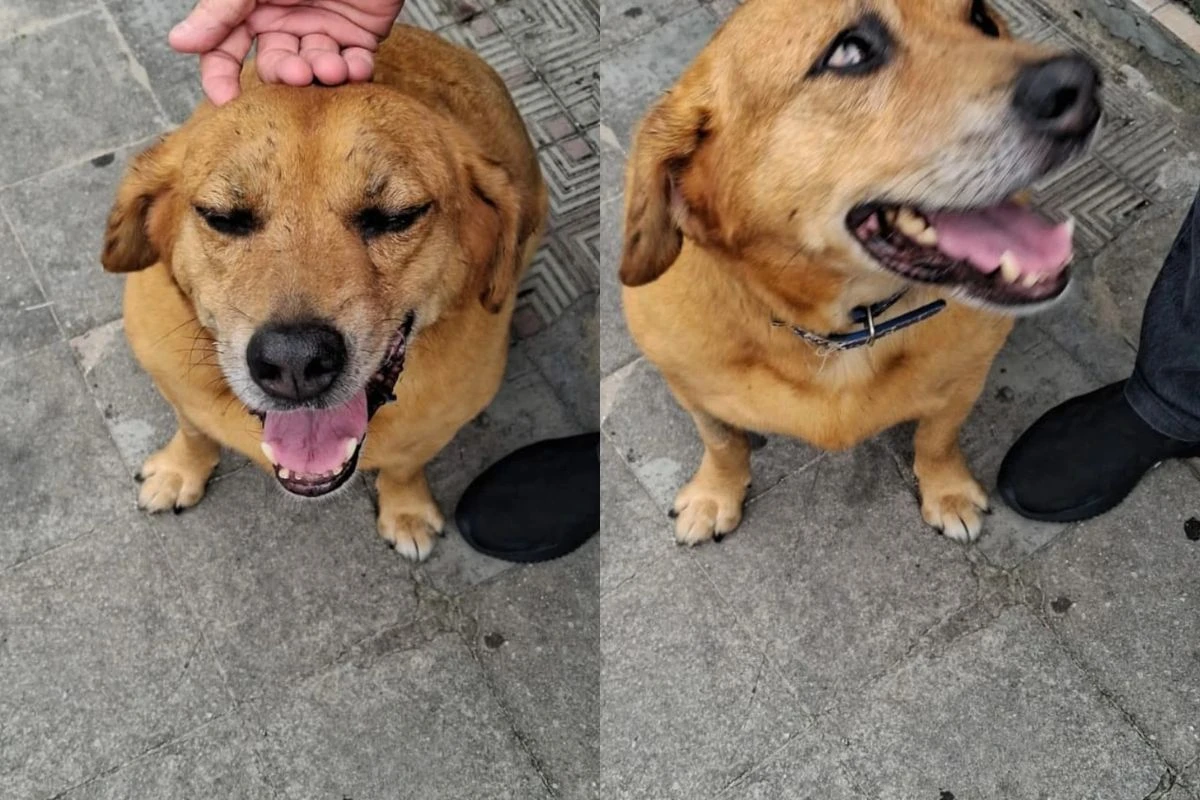Vira-lata surpreende e leva pit-bull de “presente” para tutora