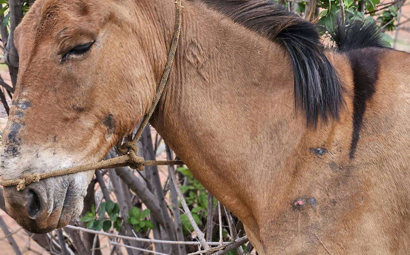 PCDF resgata dois burros e um cavalo que foram vítimas de maus-tratos