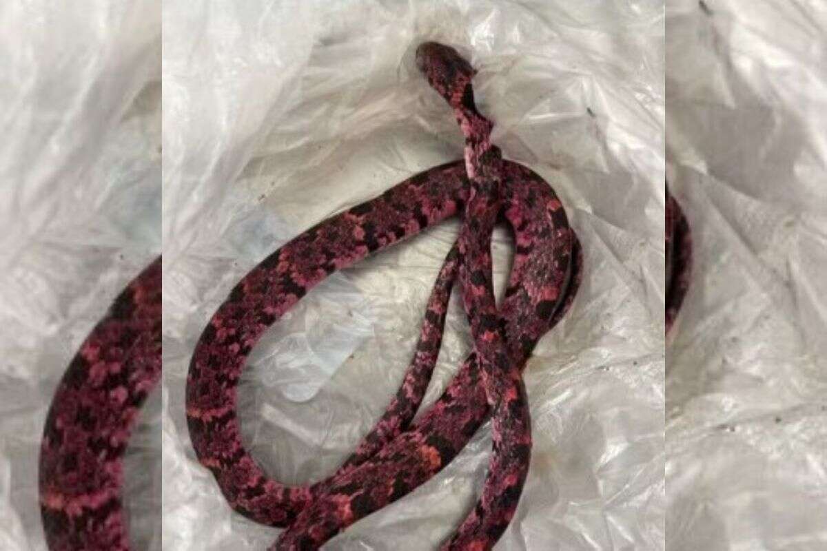 Homem come cobra, passa mal e vomita o animal após bebedeira no Ceará