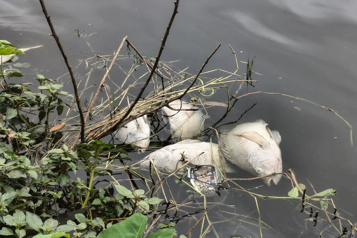Peixes mortos: aparelho que oxigena água de lago na Aclimação quebrou