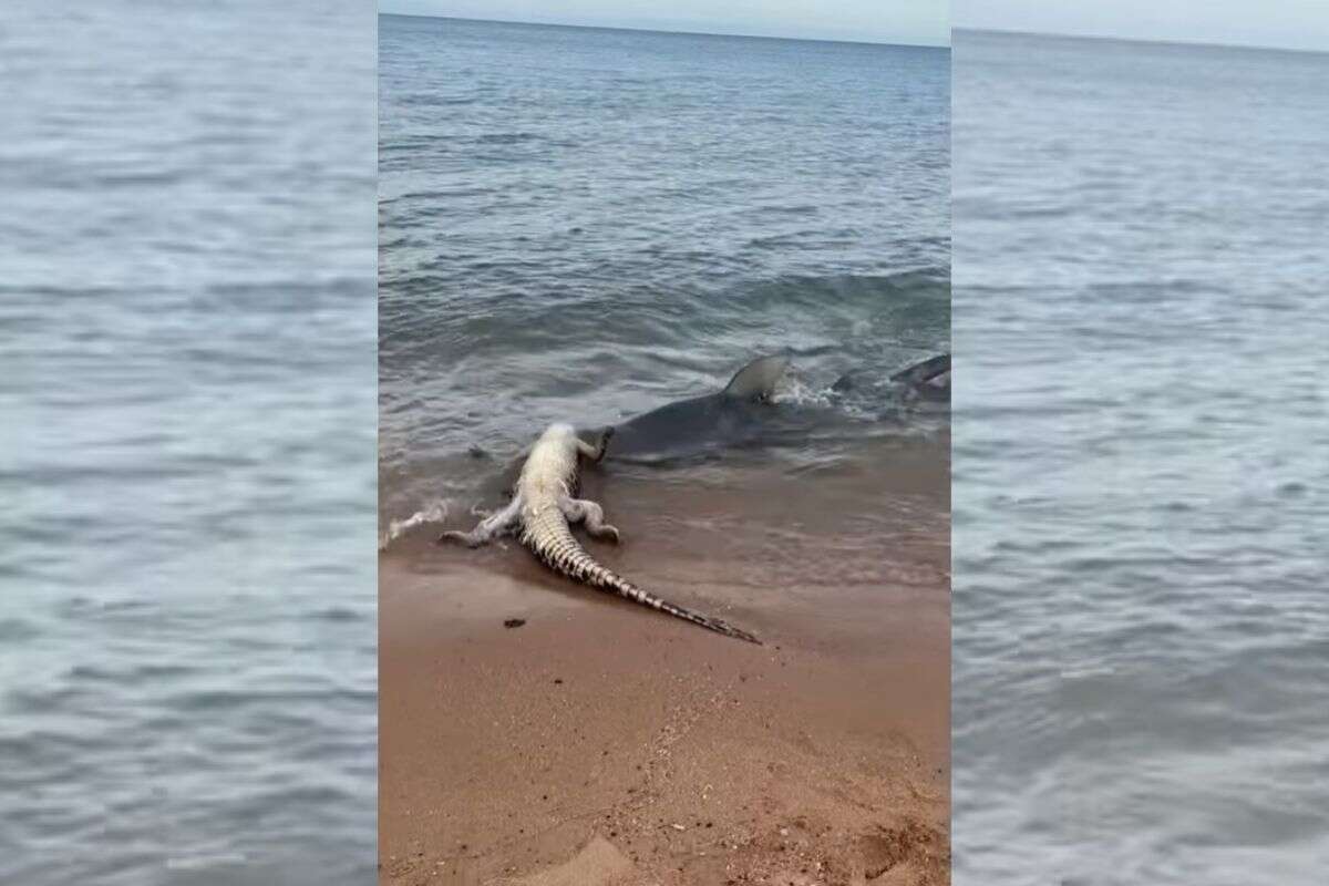 Tubarão “abocanha” crocodilo em praia na Austrália; veja o vídeo