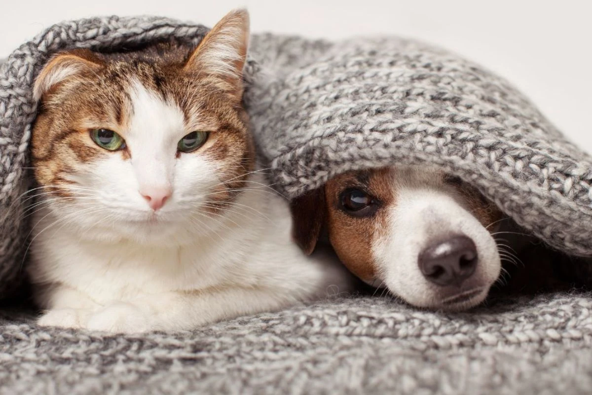Frio faz mal à pele dos pets; veterinário ensina como protegê-los