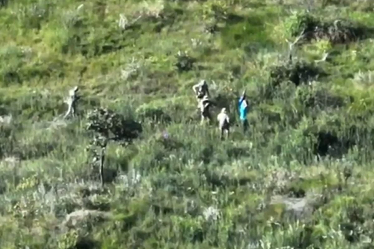 Drone do ICMBio flagra 50 mudas de maconha na Floresta Nacional