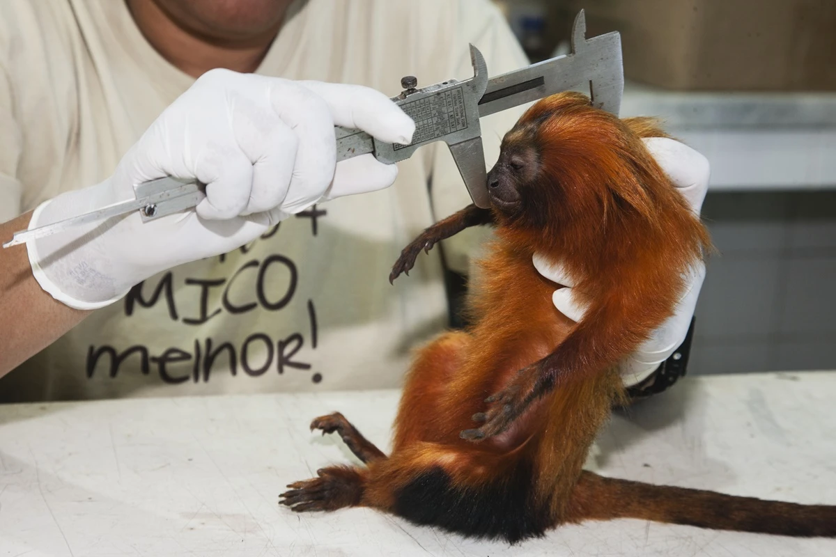 Saiba como funciona processo para determinar a extinção de animais