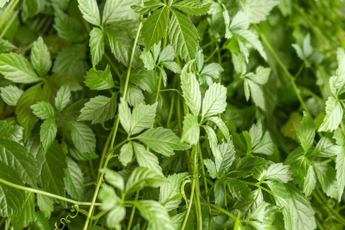 Nutri explica como a “planta da imortalidade” pode ajudar a emagrecer