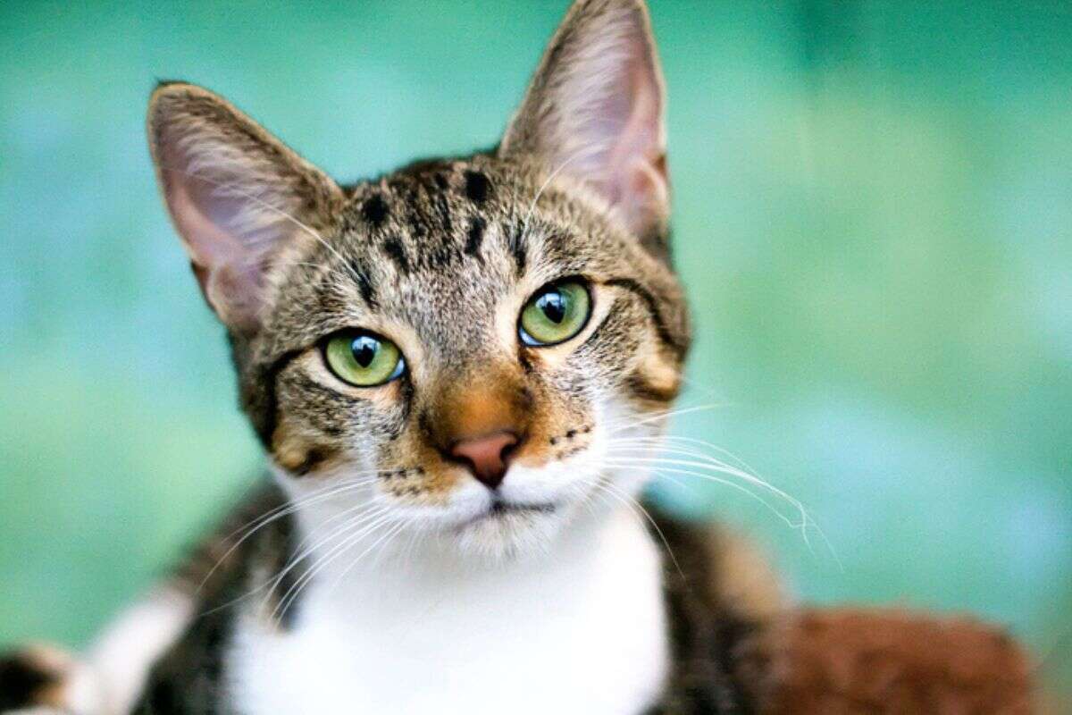 Gatos possuem mais de 200 expressões faciais; confira as principais