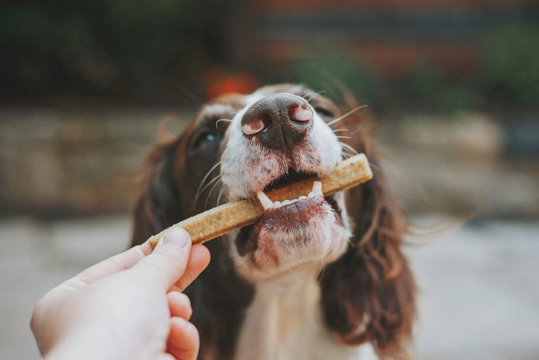 Confira os sinais de que o seu cachorro está estressado