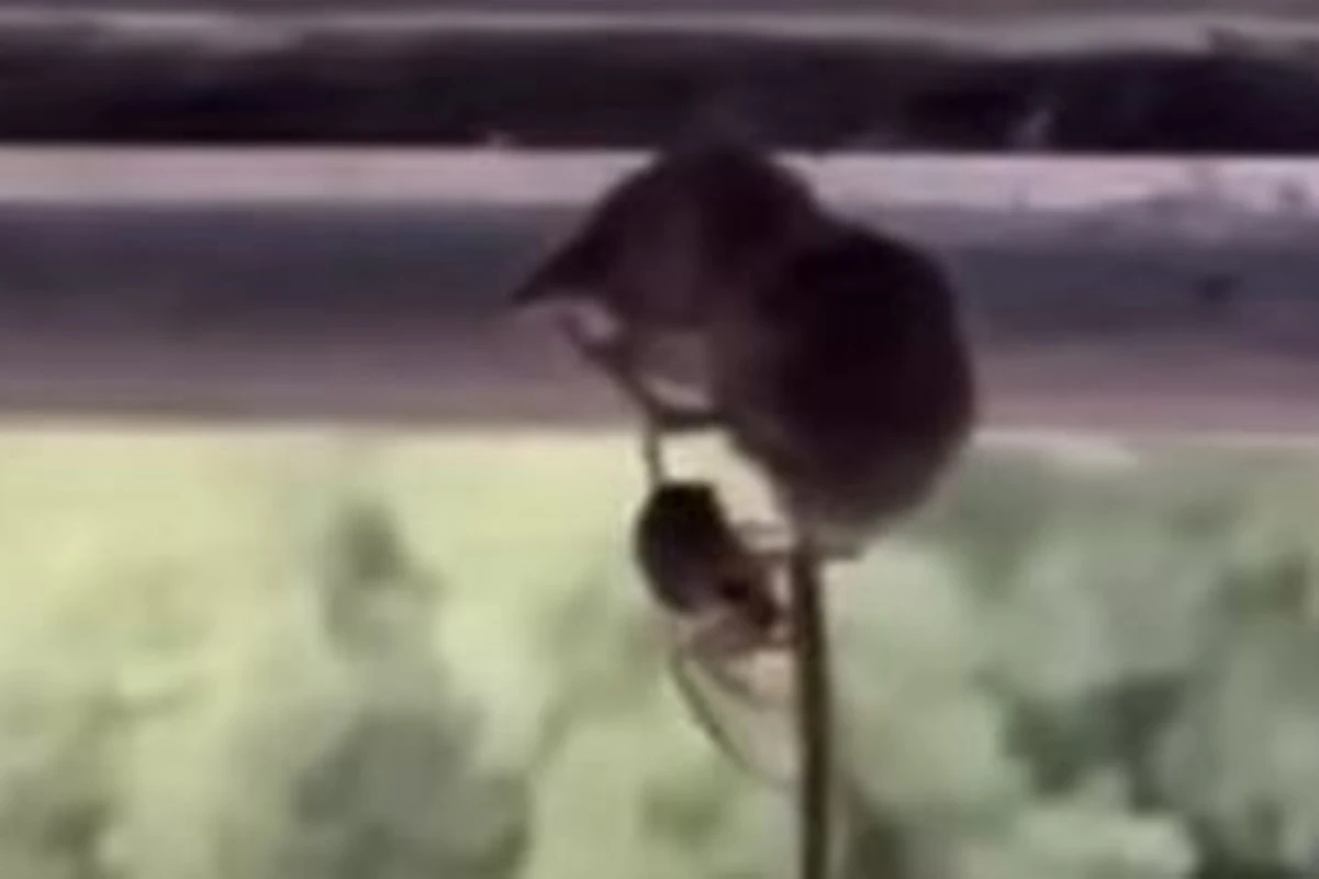 Vídeo mostra aranha prendendo mamífero 10 vezes mais pesado que ela