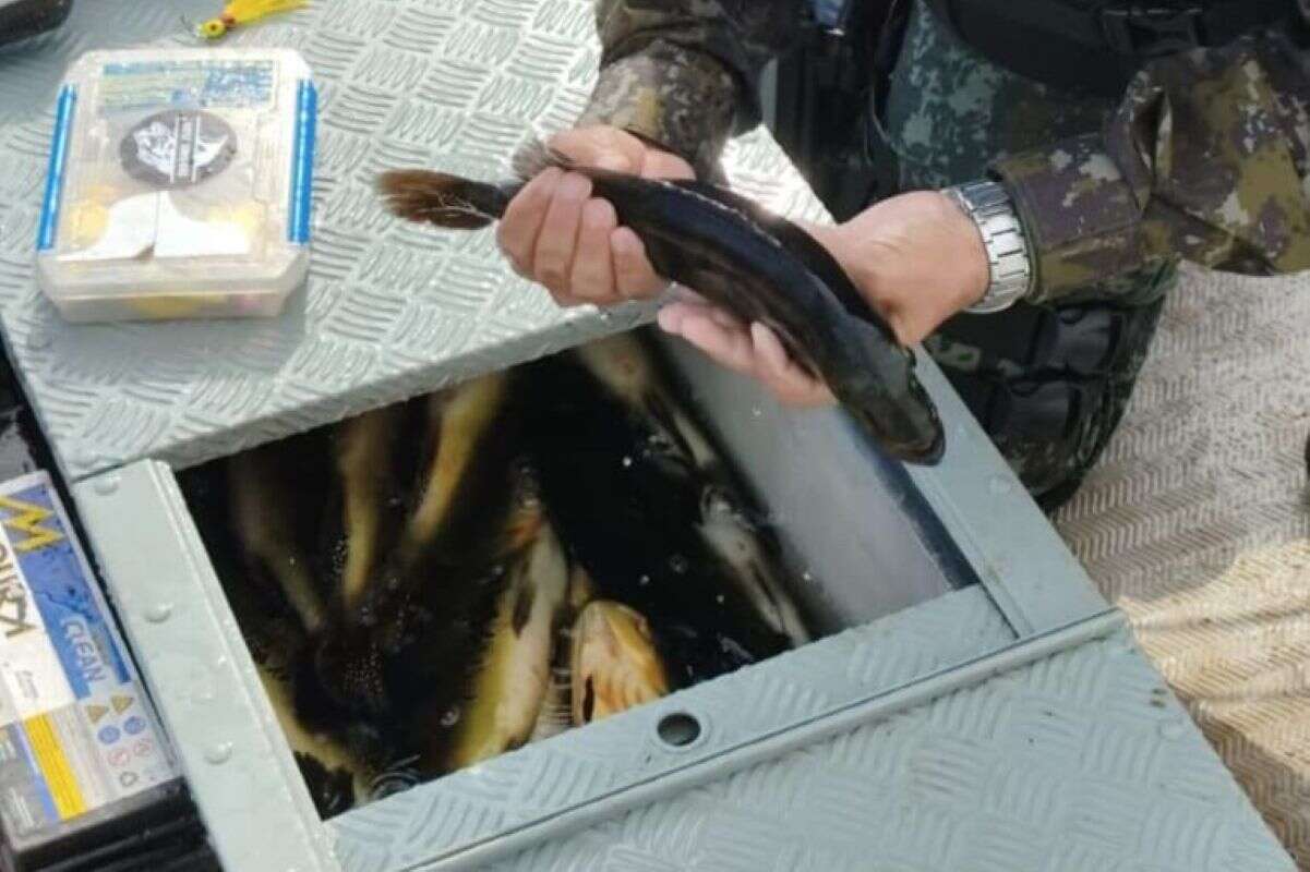 Peixes são devolvidos a rio após flagrante de pesca ilegal em SP. Veja