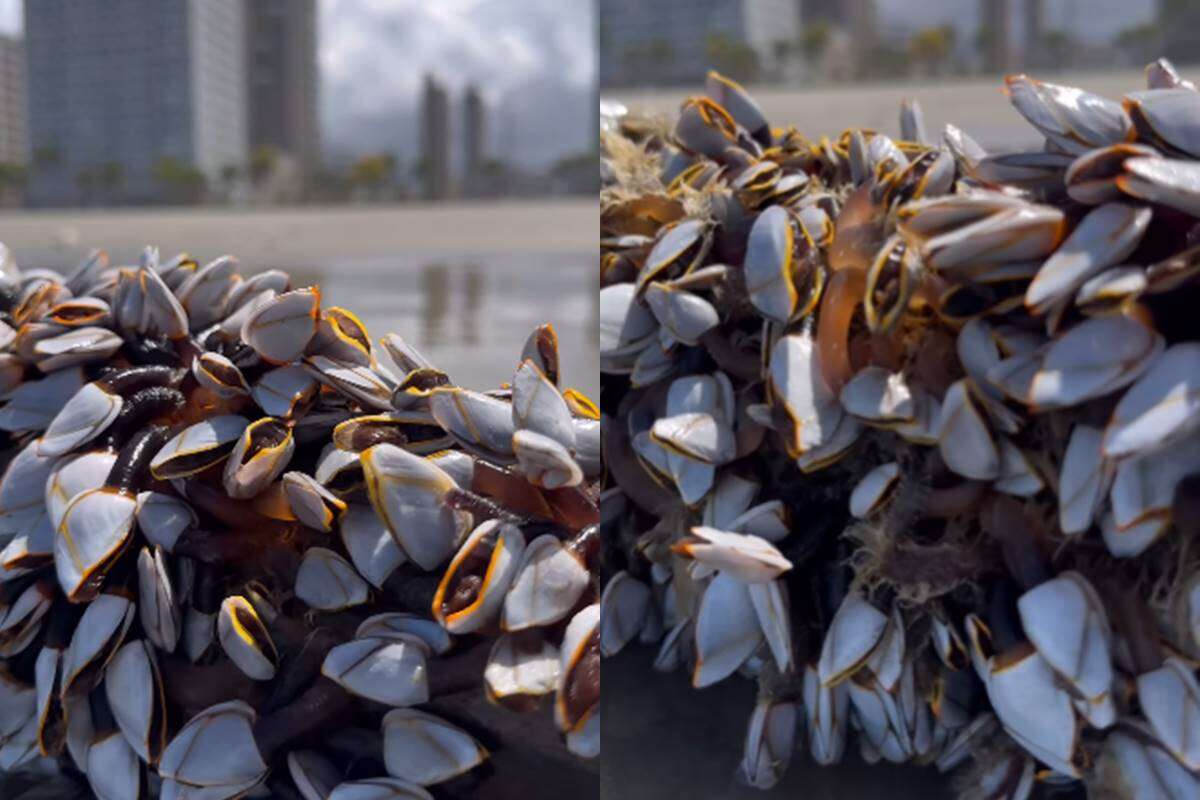 Vídeo: mulher encontra centena de crustáceos raros no litoral paulista