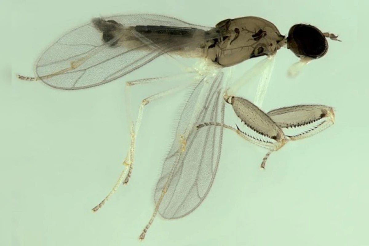 Nova espécie de mosca predadora é descoberta na Mata Atlântica