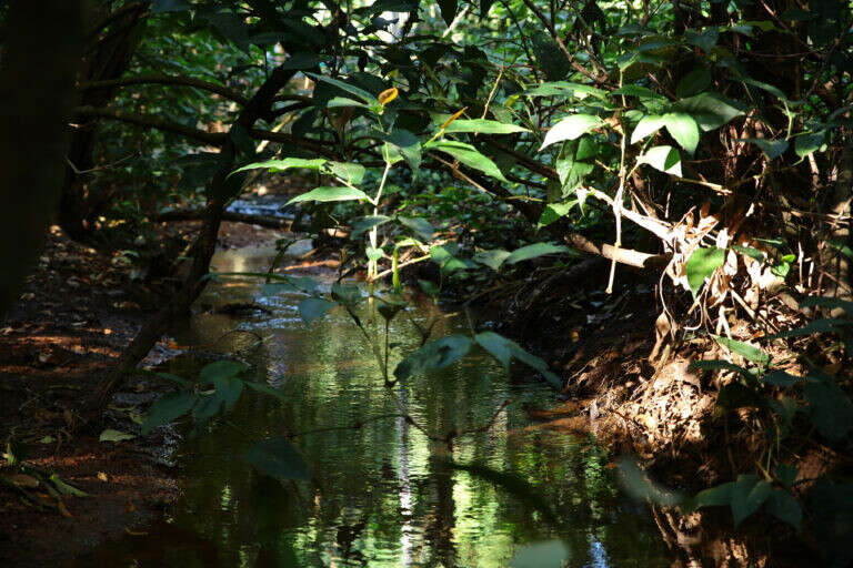 Economia ou meio ambiente: o que fazer? (por Ricardo Guedes)