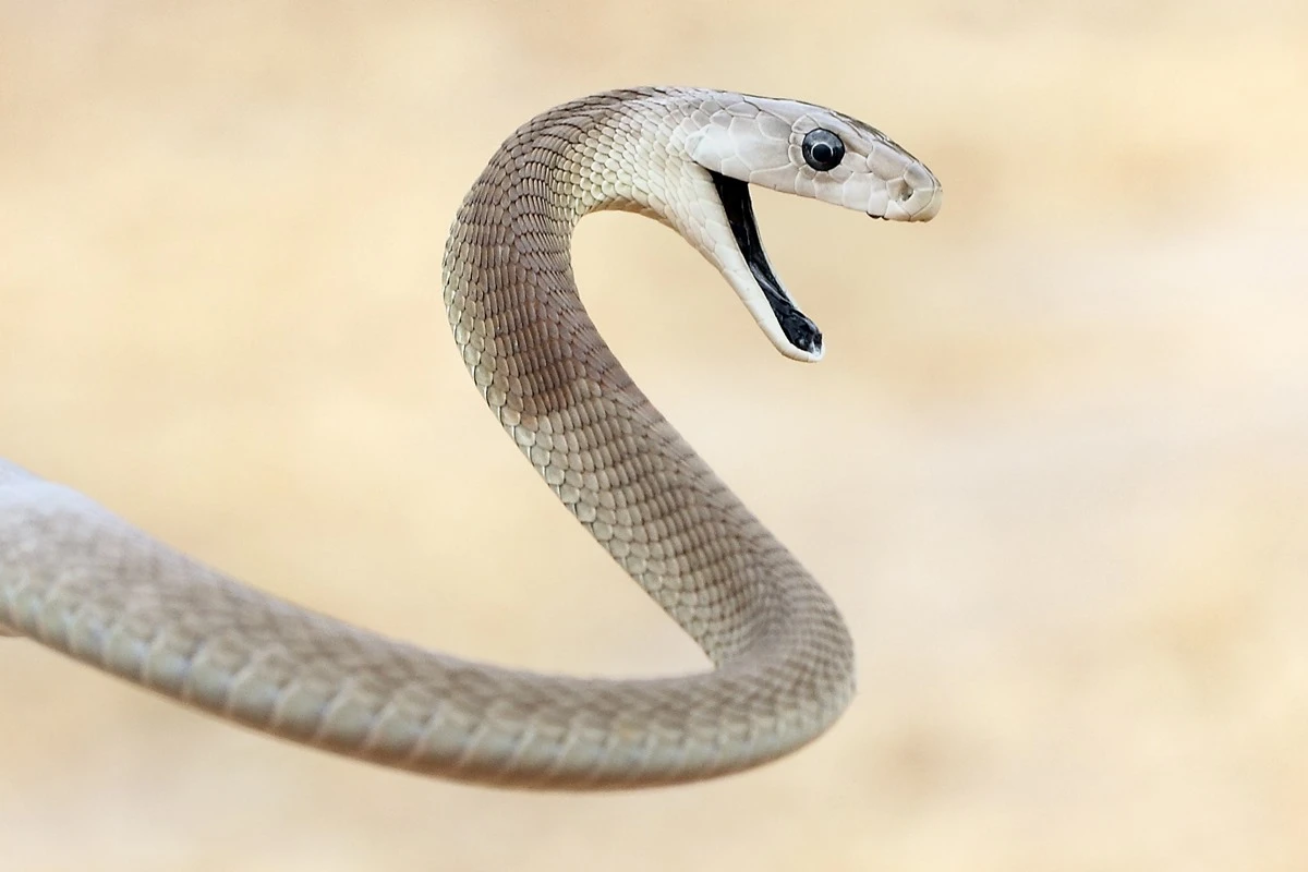 Veneno de cobras mambas pode “driblar” ação de antídoto. Entenda