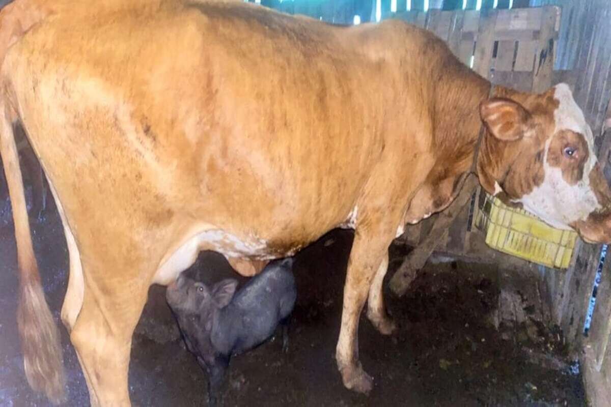 Vaca adota e amamenta leitoa “Famosinha” em SC. Veja vídeo