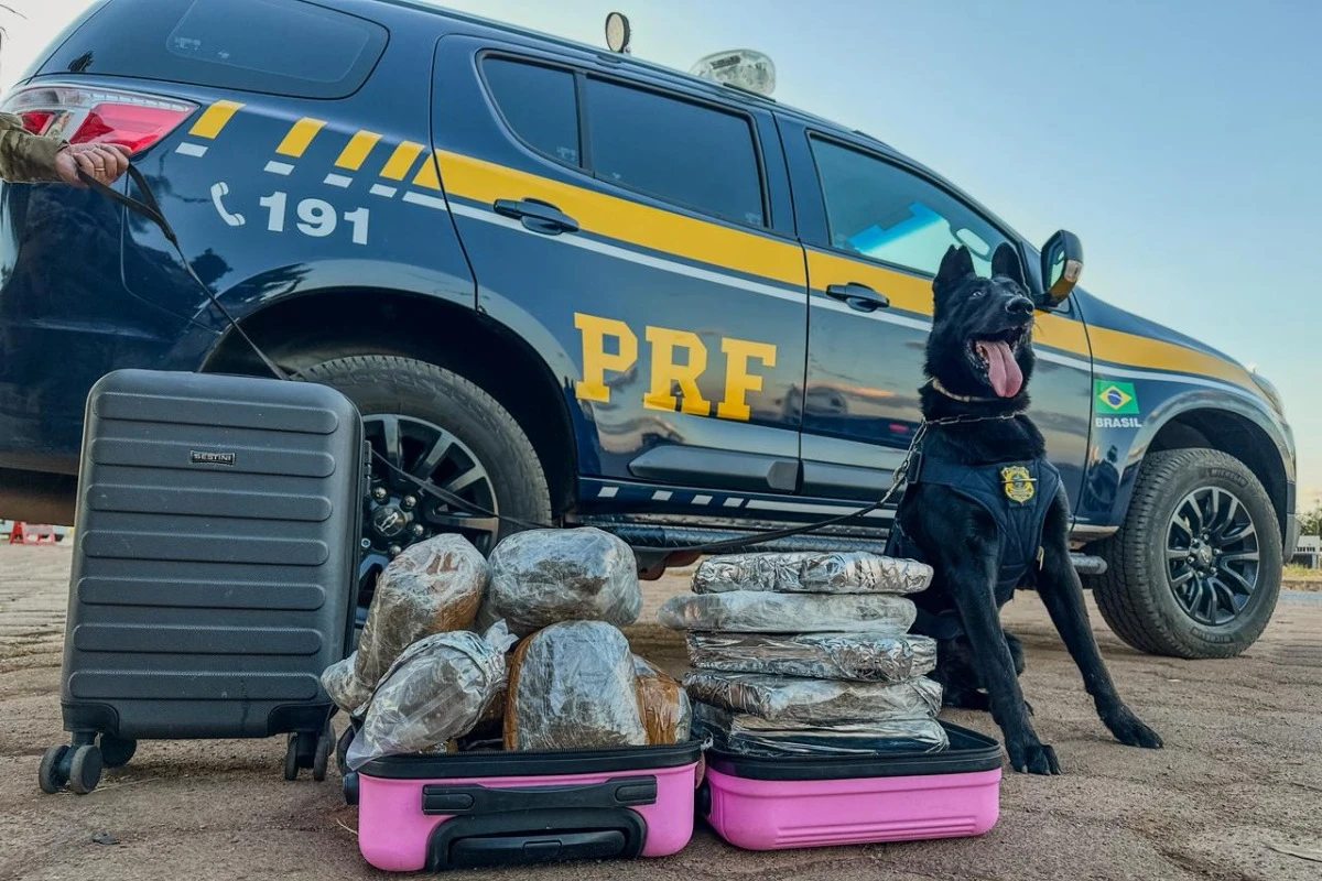 Cães da PRF encontram 12 kg de skunk em malas de adolescente. Vídeo