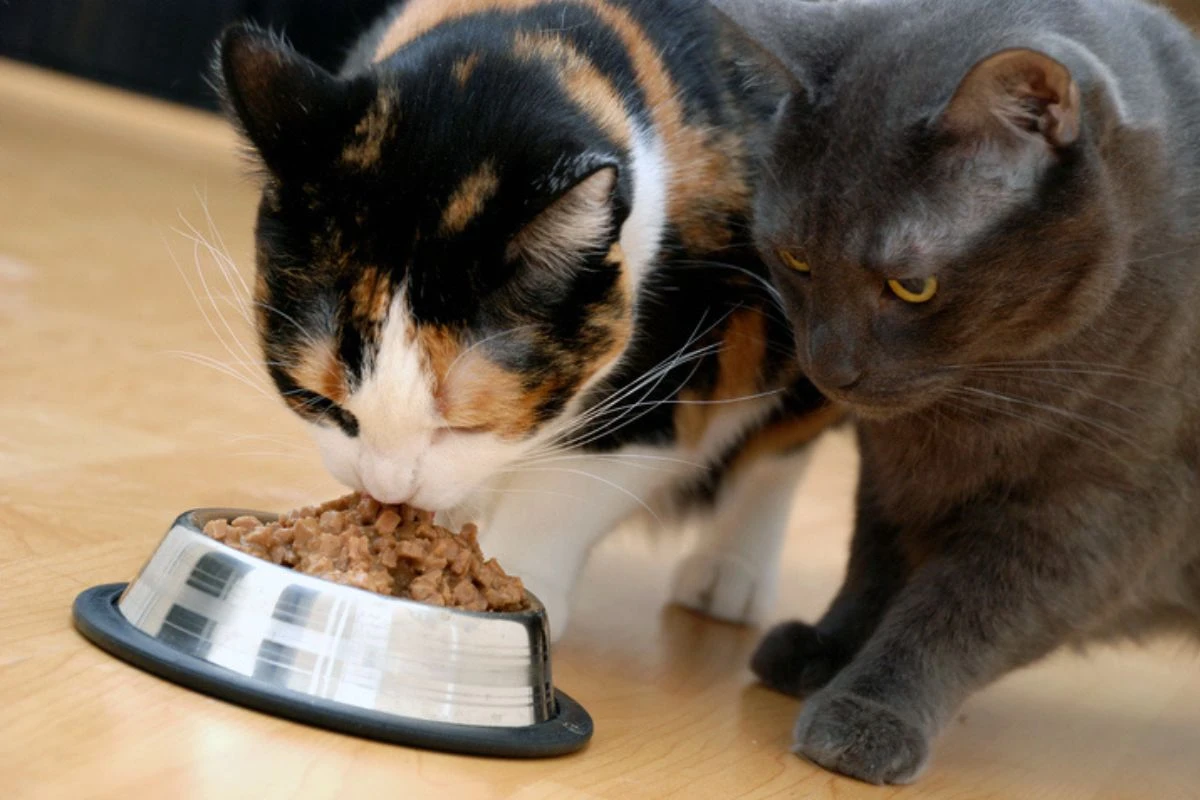 Veterinária revela oito mitos sobre a insuficiência renal em gatos