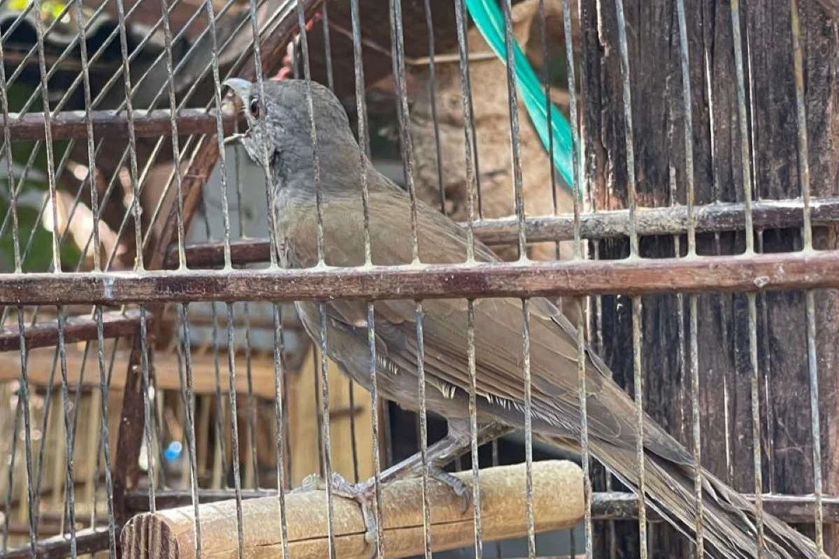 De sargento a sabiá: homem é multado por ter aves em cativeiro. Vídeo