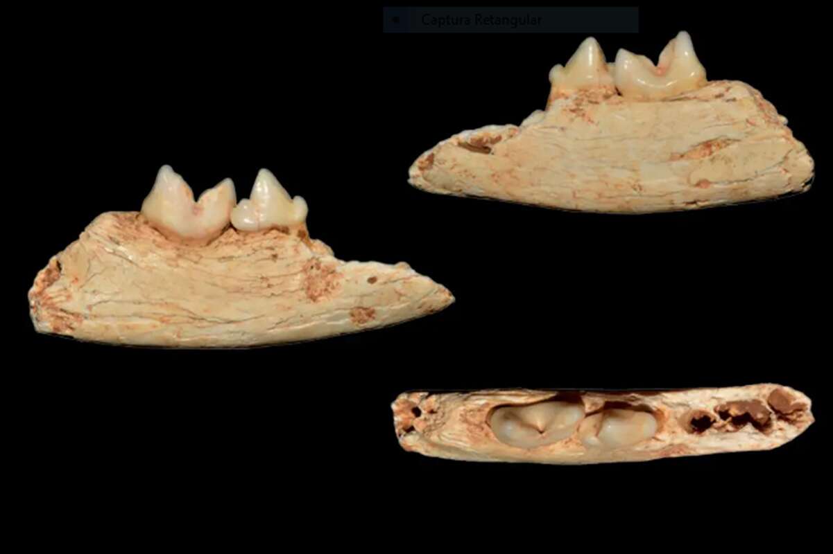 Iti! Cientistas descobrem fóssil de gato que cabia na palma da mão