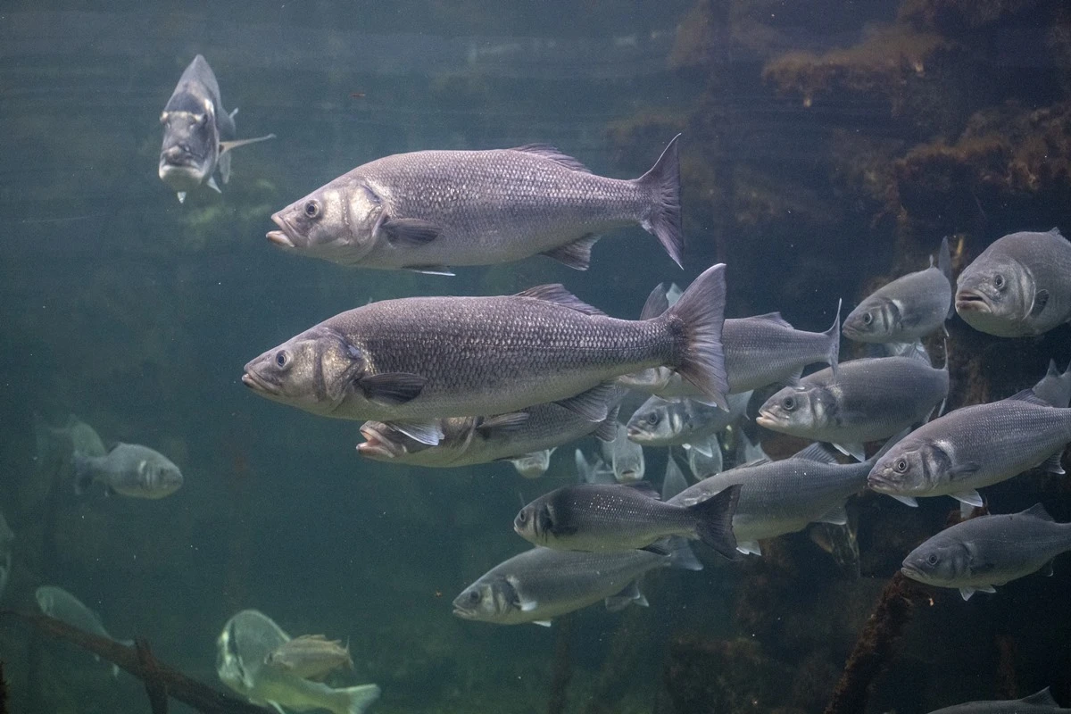 Peixonauta? Cientistas querem criar peixes no espaço para alimentação