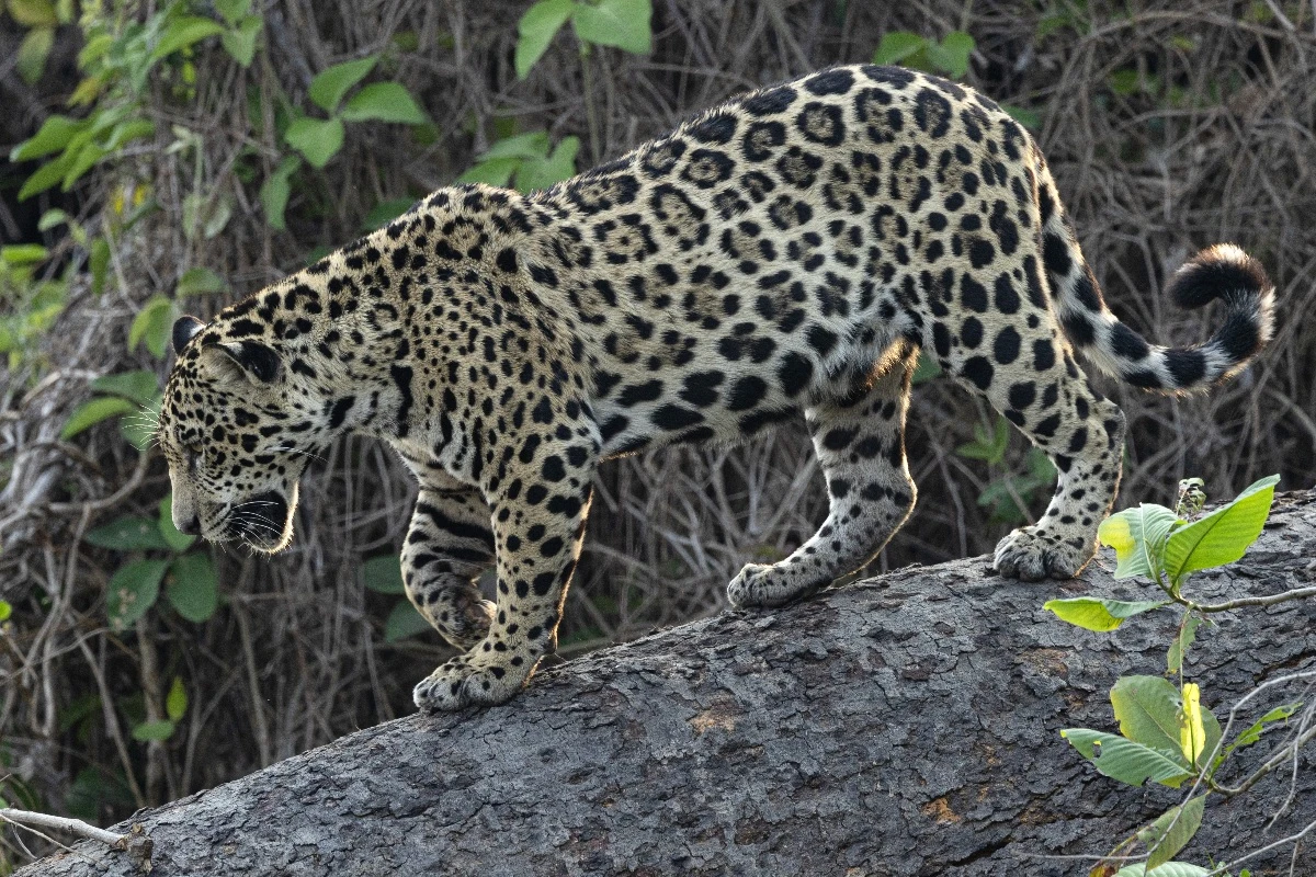 Onças-pintadas duelam no alto de árvore no Pantanal sul-mato-grossense.