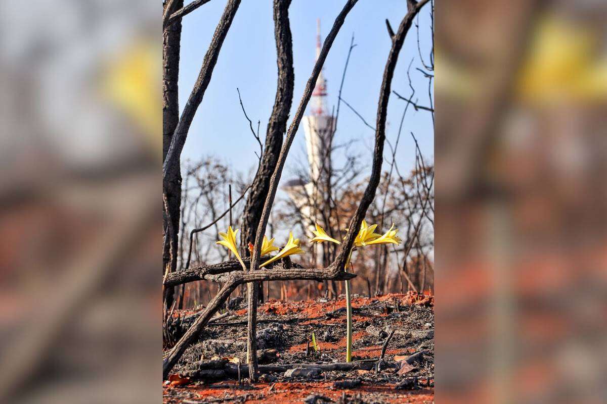 Flores nascem entre cinzas de incêndio e mostram a força do Cerrado